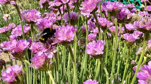 A bee on pink flowers