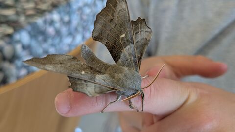 A photo of a poplar hawkmoth on a child's finger