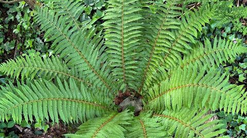 Fern opened up in woodland