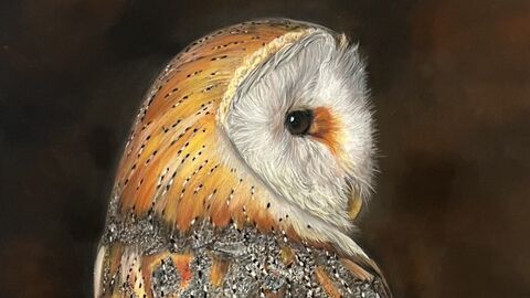 Portrait of an owl