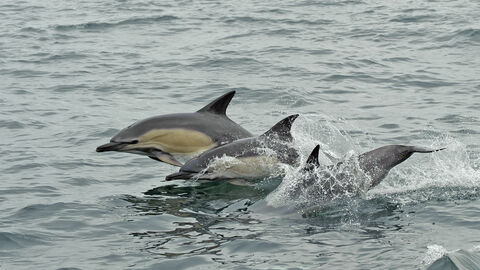 Short-beaked common dolphins