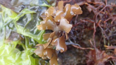 A photo showing a variety of seaweed species on the shore