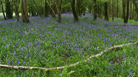 A woodland with a bed of bluebells 