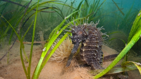 Spiny Seahorse In Seagrass. Dorset © Alexander Mustard/2020VISION