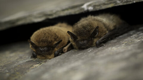 Two bats together