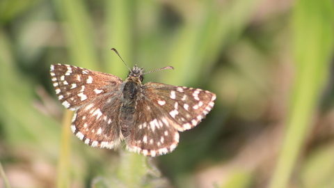 Grizzled skipper