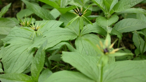 Herb Paris © Philip Precey