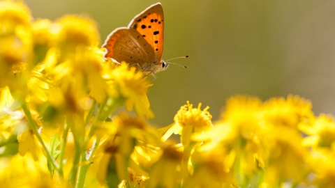 Small copper {Lycaena phlaeas} butterfly feeding on common ragwort {Senecio jacobaea}, Dorset, UK © Ross Hoddinott/2020VISION