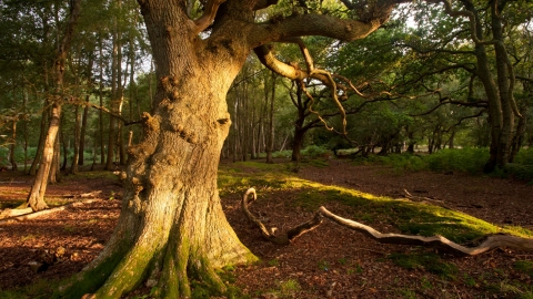 Woodland (veteran trees) in Dorset © Ross Hoddinott/2020VISION