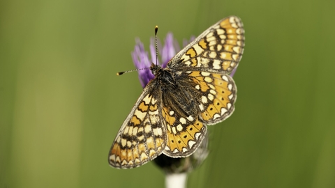 Marsh Fritillary © Ross Hoddinott/2020VISION