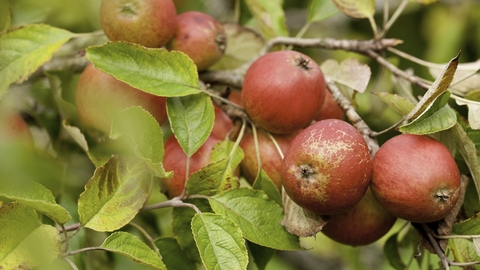 Orchard Apples