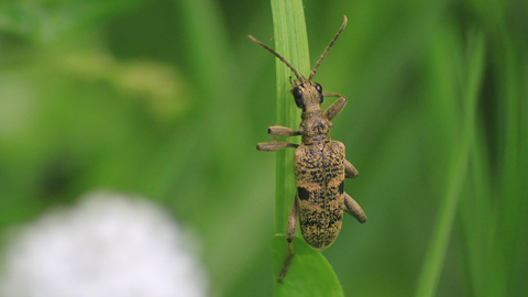 A black-spotted longhorn beetle clinging to a leaf