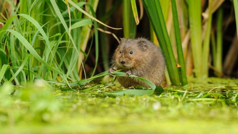 water vole wildlife trust