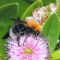 Tree bumblebee © Jane Adams