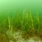 Seagrass bed