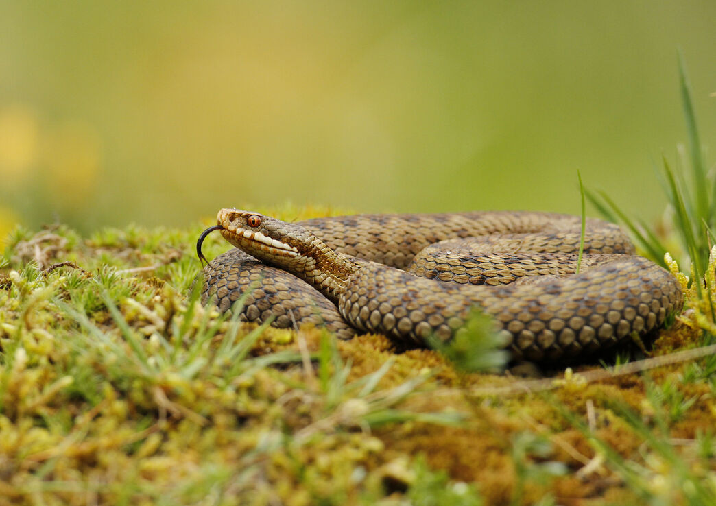 Adders Rothbury Wild Woodbury Project - Rewilding Dorset - Dorset Wildlife Trust