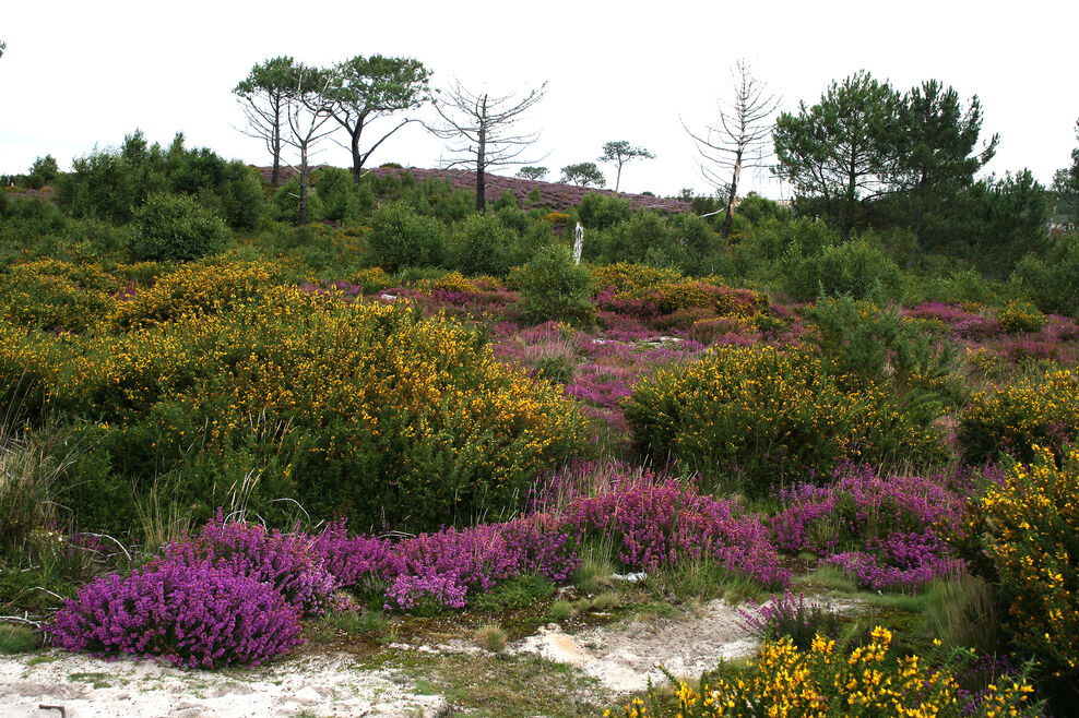 Upton Heath saved by successful fundraising campaign | Dorset Wildlife ...