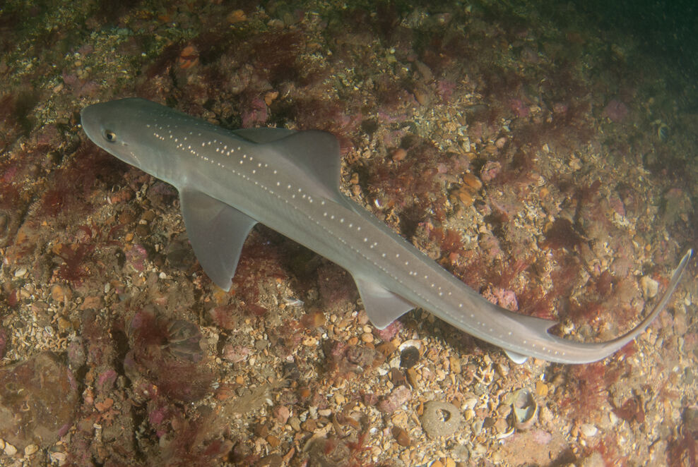 Conservation at sea | Dorset Wildlife Trust