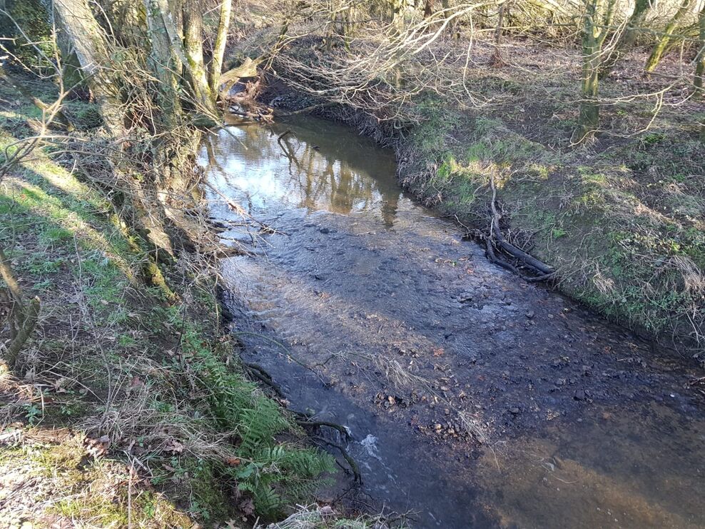 Dorset Wild Rivers | Dorset Wildlife Trust
