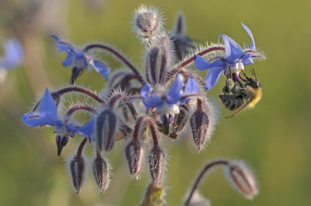 Wildlife-friendly gardening in April | Dorset Wildlife Trust
