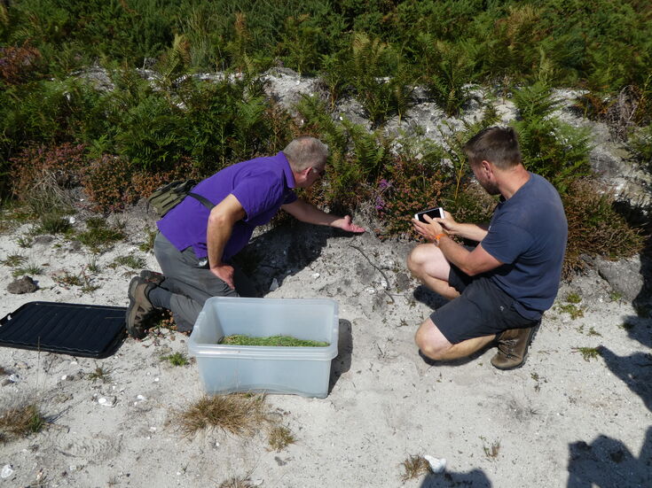 Rare sand lizards released onto Winfrith Heath | Dorset Wildlife Trust