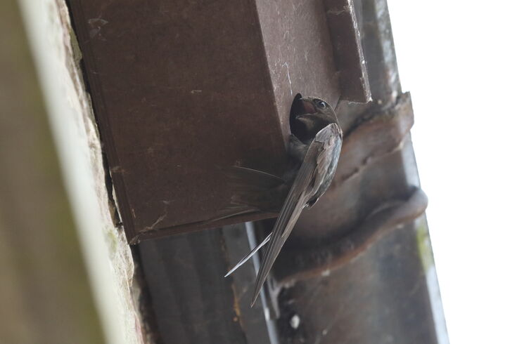 Wimborne Swift Group | Dorset Wildlife Trust