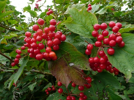 Guelder-rose