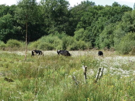 Grazing cattle at Bugden's Meadow