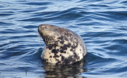 Fiver the Grey seal © Sarah Hodgson