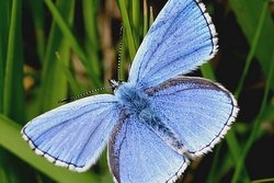 Adonis Blue by Ken Dolbear