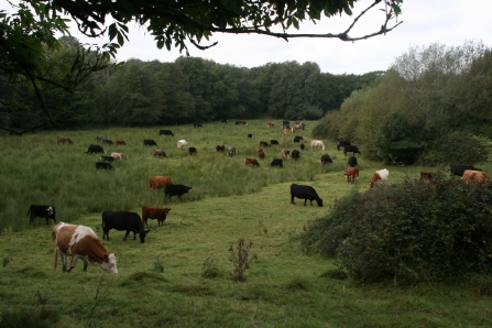 Cattle at Kingcombe © Tony Bates
