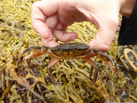 Crab by Angela Thomas
