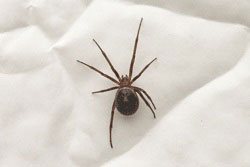 Female False Widow