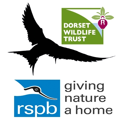 Little tern partnership logo