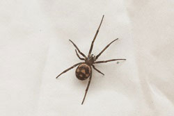 Male False Widow