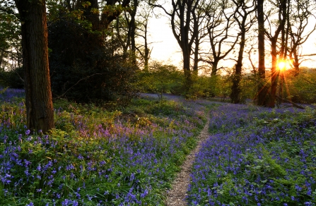 Bluebell Wood © Mark Heighes 