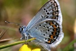 Silver Studded Blue, Male by Ken Dolbear