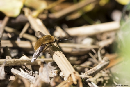 Dark edged bee fly © Chris Lawrence