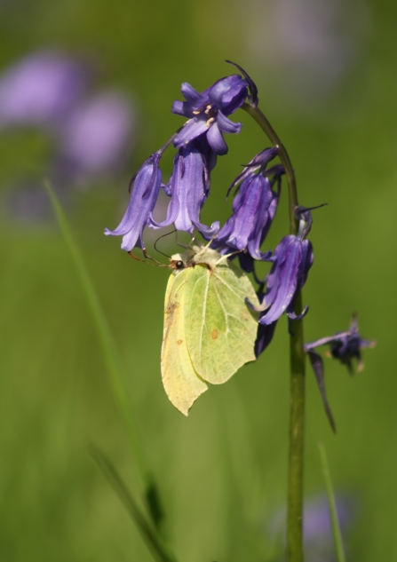 Brimstone © Austin Morley