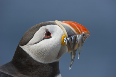 Puffin © Rob Jordan 2020 vision