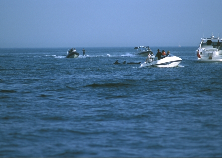 Dolphins and jet skis in Poole Bay © Peter Tinsley