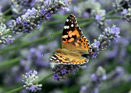 Painted Lady © Jim Higham