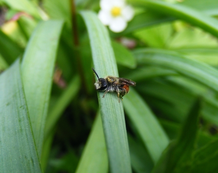 Red-girdled mining bee - Andrena labiata (male) © Jane Adams