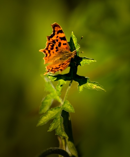 Comma butterfly © Sculpture by the Lakes 