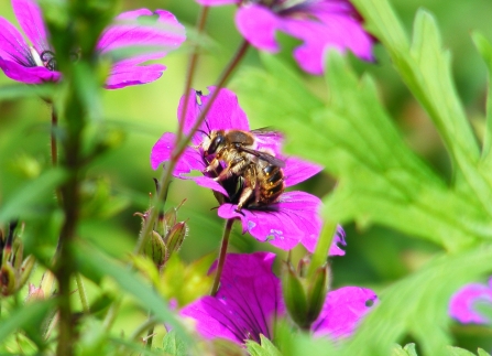 Wool carder bee - Anthidium manicatum (male) © Jane Adams