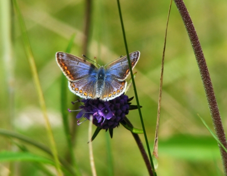 Common blue butterfly on Devil's-bit scabious © Jane Adams
