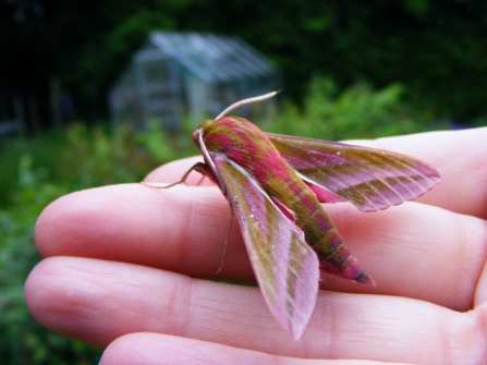 Elephant Hawk-moth © Jane Adams