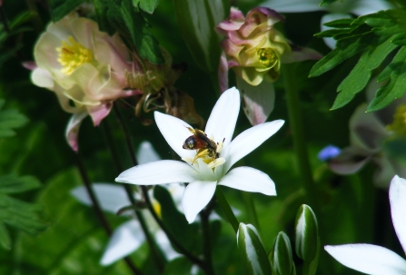 Red-girdled mining bee - Andrena labiata (female) on Star of Bethlehem © Jane Adams