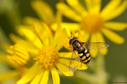 Hoverfly © Ross Hoddinott/ 2020VISION