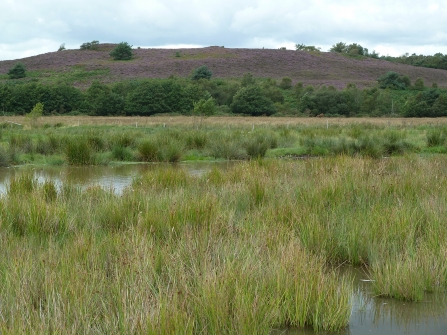 Winfrith scrapes and Tadnoll heath © James Hitchen 